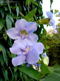 Image result for Thunbergia laborans