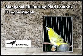 Check spelling or type a new query. Mengenal Ciri Burung Pleci Lombok Dengan Mudah