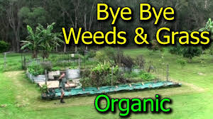 Water deeply and not too frequently. Preventing Getting Rid Of Weeds Grasses In Vegetable Garden Beds Youtube