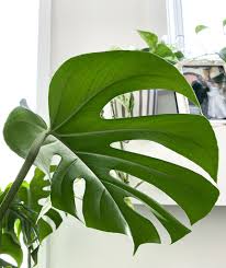 It produces giant leaves that can span 18 across. Monstera Deliciosa Growing And Training This Fascinating Plant My Tasteful Space