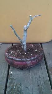 Curly willow branches are some of the most popular sorts of decorative material that one can have access to. Trimming The Curly Willow In Winter Bonsai Steemit