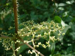 Image result for Laportea ovalifolia