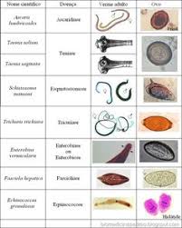 57 Timeless Animal Parasite Identification Chart