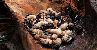 Theo mentawai 68.761 views1 year ago. Sago Caterpillar Festival Econusa