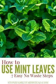 How To Process A Fresh Mint Harvest Mint Plants Harvesting Herbs Mint Leaves