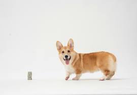 Image result for velký vendéeský hrubosrstý honič