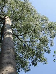 Image result for Antiaris