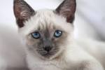 The Seal Point Siamese - Cat Breed Information 2020