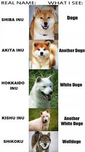 Doge is our fun, friendly mascot! Such Types Very Species Much Doges Wow Japanese Dogs Doge Dog Shiba Inu Doge