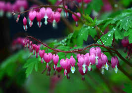 I'm wondering if deer would eat them if i planted them outside the fence.so i have more room for. 10 Best Flowering Plants That Deer Will Not Eat