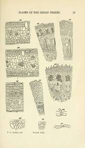 Image result for Pegolettia senegalensis