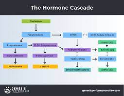A Functional Medicine-Based Approach to Hormone Replacement Therapy —  Genesis Performance Chiropractic of Elverson, PA
