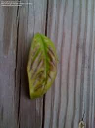 Maybe you would like to learn more about one of these? Beginner Gardening Basil Leaves Turning Brown Help 1 By Jarsh83