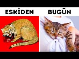 Kedileri Cok Sevmenizi Saglayacak 26 Gercek Youtube