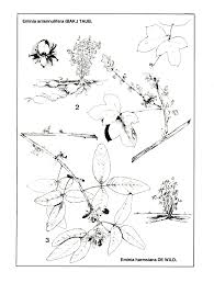 Image result for Eminia antennulifera