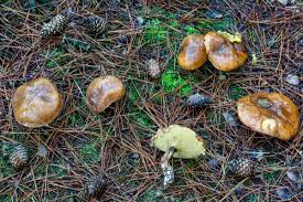 Image result for Suillus weaverae