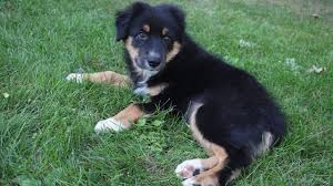 It is relaxed, loyal, and devoted, bonding closely with family, even to the point of developing separation anxiety. Mini Australian Shepherd Border Collie Mix Shop For Your Cause