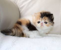 Alfenloch Choc Lat Sundae Calico Female Persian Kitten Cute Cats And Dogs Persian Kittens Cute Baby Dogs