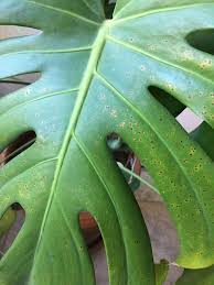Check spelling or type a new query. What S Wrong With My Monstera Album On Imgur