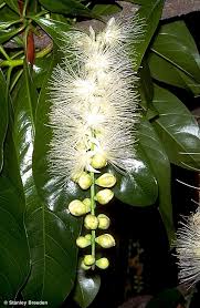 Image result for Barringtonia