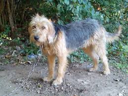 Bosnian Coarse Haired Hound Dog Barak Dog Breeds Wolf Dog Dog Eyes