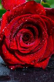Looking for the best rose wallpaper? Wallpaper Rose Bud Drops Red Flower Wet Red Rose Wallpaper Hd 3840x5760 Wallpaper Teahub Io
