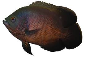 This is one of the most renowned aquarium fishes of cichlidae family. Oscar Fish Oscar Fish Information And Hd Pictures Photos All Details