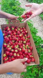 How to make strawberry water with english cucumber? Strawberry Flavored Water Strawberry Infused Water Ruchiskitchen