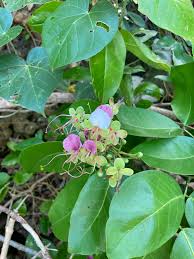 Image result for Intsia