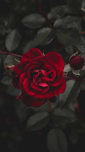Black and red wallpaper rose. Aesthetic Rose Red Wallpaper Novocom Top