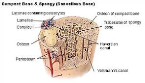 Figure 6.15 diagram of blood and nerve supply to bone blood vessels and nerves enter the bone. Volkmann S Canals Wikipedia