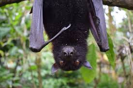 We did not find results for: How Do You Know If You Have Bats In Your Chimney