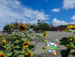 Bunga tumbuhan ini sangat khas: Bunga Matahari Di Gumuk Pasir Justfun Play Andkidd