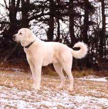 akbash on alert can be known as coban kopegi or akbas this dog comes from western turkey developed 3000 years ago by shepherds who sel akbas hayvanlar aslan