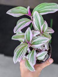 Tradescantia Nanouk Care And Propagation Everything You Need To Know Best Indoor Hanging Plants Hanging Plants Indoor Hanging Plants