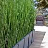 Leymus can spread too quickly in a garden bed, so it is an ideal specimen for containers. 1
