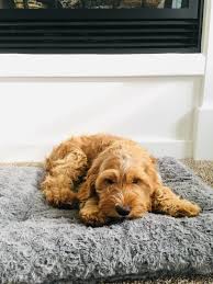 Please view our cockapoo puppies for sale page to see current pictures, prices, and information on puppies that we have available for adoption. Cavapoo For Sale In Wisconsin 8 Petzlover