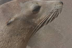 California Sea Lion Zalophus Californianus At A Beach Near Morro Bay California Oc R Seals