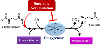 It accelerates the process of withdrawal of unoxidized metabolic products. Succinic Acid Wikipedia