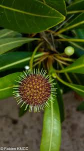 Image result for Breonadia salicina