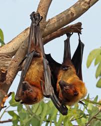 Indian Flying Fox Wikipedia