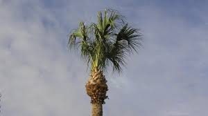 At 68 farming, a palm tree seed can be planted in a plant pot to make a palm seedling, which grows into a palm sapling; Stop Over Trimming Palm Trees
