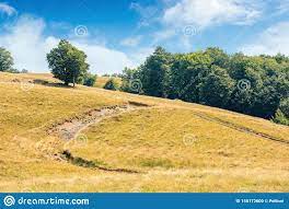 Antwort von lons sitzen zu nah an den bildschirm und beobachten ã¼ber lã¤ngere. La Tenbaum In Der Na He Der SchmutzstraaÃ¿e Bergauf Stockfoto Bild Von Zieleinheit Abenteuer 156172600