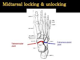 But your stiff ankles might be the achilles heel of your workouts. Anatomy Of The Foot And Ankle Bones Muscles