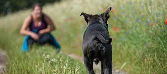 It may take several attempts for your dog to understand what the command means. How To Teach Your Dog To Come When Called