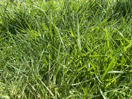 Image result for Agrostis