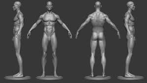 Male Anatomy Reference Model 2 Flippednormals Male Body Anatomy Reference Human Reference