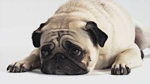 Kmart, rite aid, target, and walgreens all fill prescriptions for fluffy and fido, so long as that same drug is also prescribed to humans. 1 800 Petmeds Tv Commercial Best Kept Secret Ispot Tv