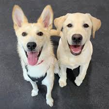 Charles is living his best life out in Scentral Park! What a beautiful day  to be adventuring! 🤍🌳