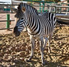 Felt the price was a little high for what they had. The Place Where This Zebra Is Enclosed In Yuma Arizona Is Called The Camel Farm And